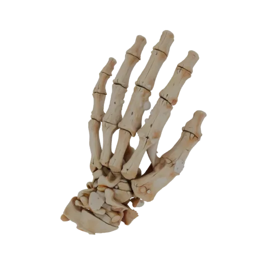 Spine Hand Bones Realistic 3D model, three-quarter studio render, showing bone surfaces, skeletal landmarks.