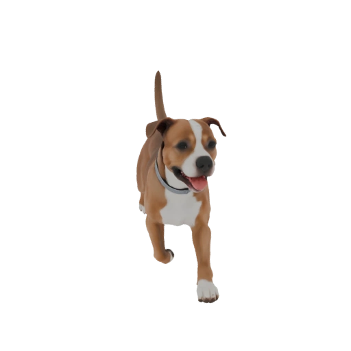 American Staffordshire Terrier, running female