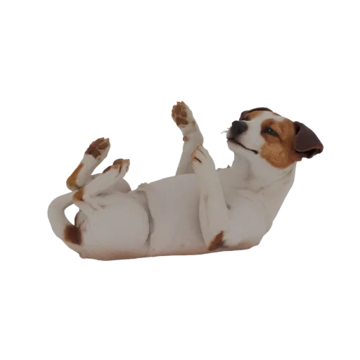 3D model of a Jack Russell Terrier dog lying on its back with paws up, looking happy and playful.