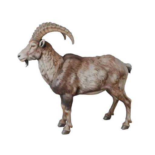 Modello 3D Realistic Ibex, rendering di fauna selvatica vista laterale, asset animale pronto per l'animazione con direzione d