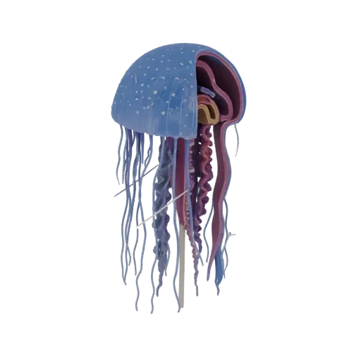 Modèle 3D d'une méduse en coupe, montrant les organes internes, l'ombrelle bleue et les tentacules violets.