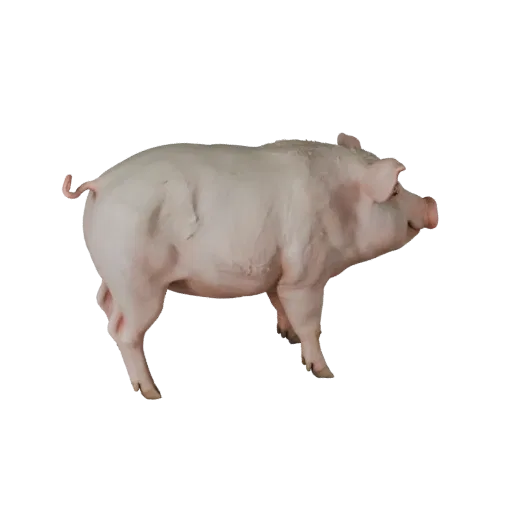 Modelo 3D de cerdo, render de vida silvestre en vista lateral, activo de animal listo para Blender con anatomía clara, masa c
