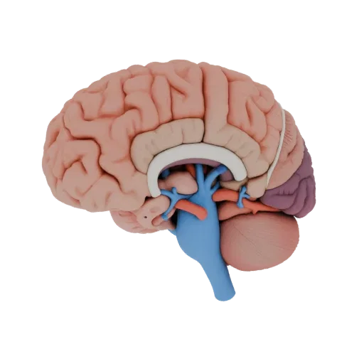 Healthy Brain Education 3D model, three-quarter training render, showing soft tissue colors, organ silhouette.