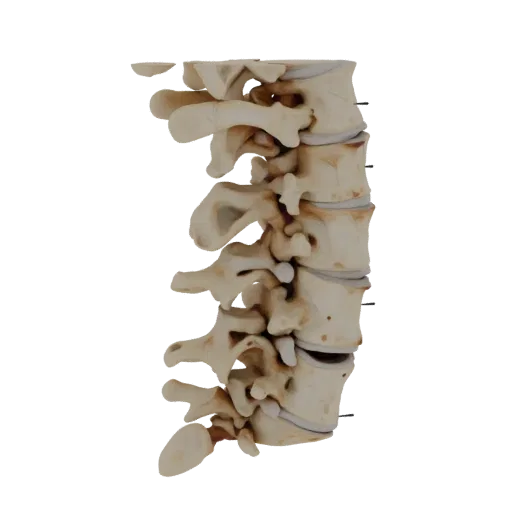 Spine Style Column 3D model, side profile view, technical viewport render, showing bone surfaces, skeletal landmarks.
