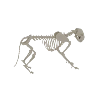 Modèle 3D de squelette de guépard en marche sur fond noir.