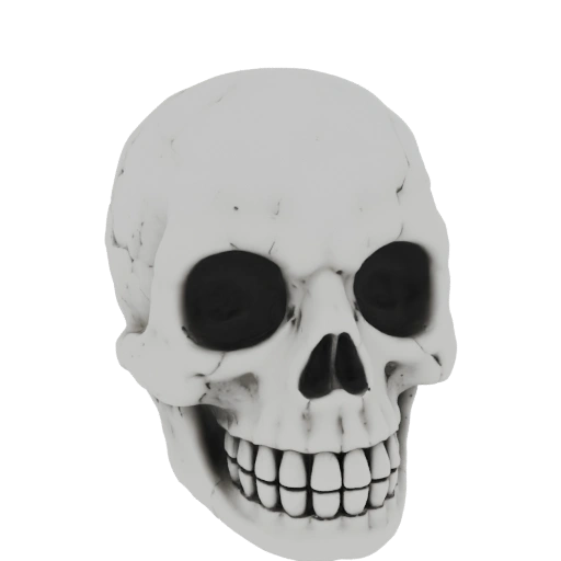 Human Skull 3D Model