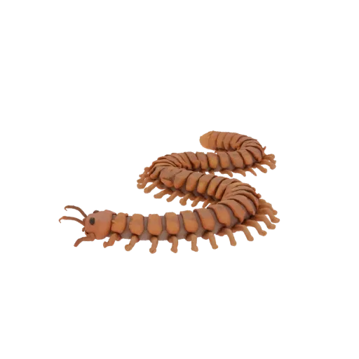 Modelo 3D de ciempiés naranja curvo en forma de S, con cabeza detallada y múltiples patas.