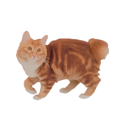 3D model of an orange tabby bobtail cat walking, with distinct stripes and a short tail.