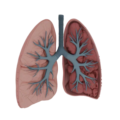 Healthy Lung Realistic 3D model, three-quarter studio render, showing soft tissue colors, organ silhouette.