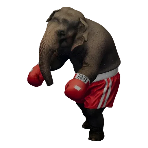 3D model of a gray elephant wearing red boxing gloves and red boxing shorts, standing in a fighting stance against a black ba