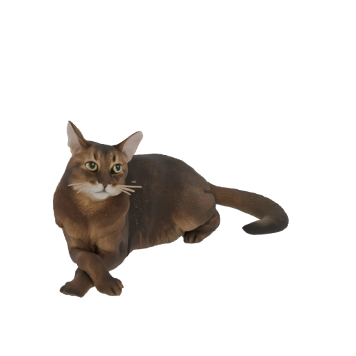 Chat Abyssin Abyssin 3D