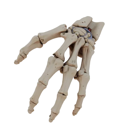 Skull Hand Bones Realistic 3D model, three-quarter studio render, showing bone surfaces, skeletal landmarks.