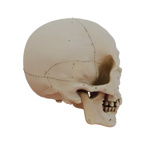 Skull Realistic 3D model, three-quarter studio render, showing bone surfaces, skeletal landmarks.