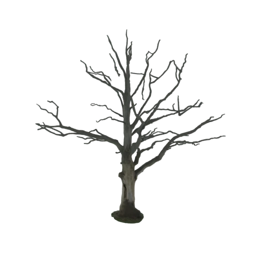 Bare Tree