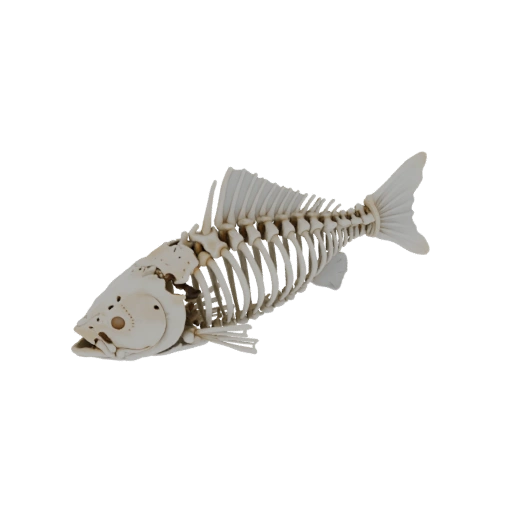 Detailed Fish Skeleton