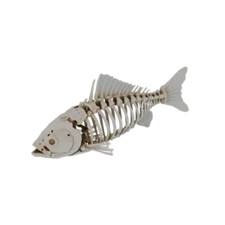 Modèle 3D squelette poisson, vue latérale, avec os et colonne vertébrale détaillés