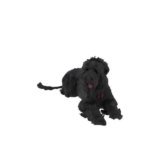 3D model of a Black Russian Terrier dog lying down, with its dense black fur and a red collar visible.