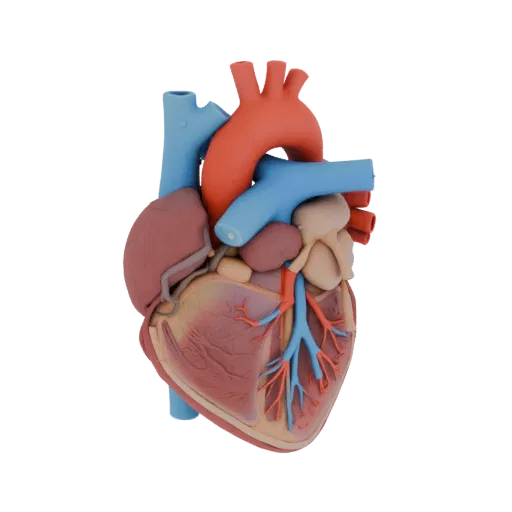 Vascular Heart Printable 3D model, isometric STL render, showing soft tissue colors, organ silhouette.