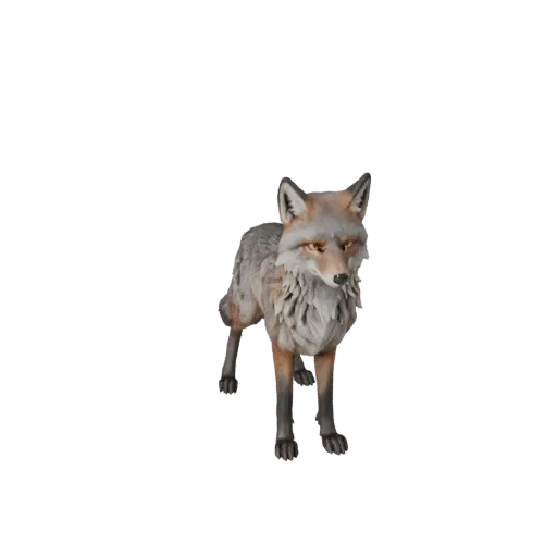 Modello 3D Gray Fox, rendering naturalistico di lato, asset animale pronto per Blender con direzione del pelo, massa toracica