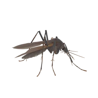3D model of a mosquito with transparent wings, detailed legs, and body, isolated on a white background.