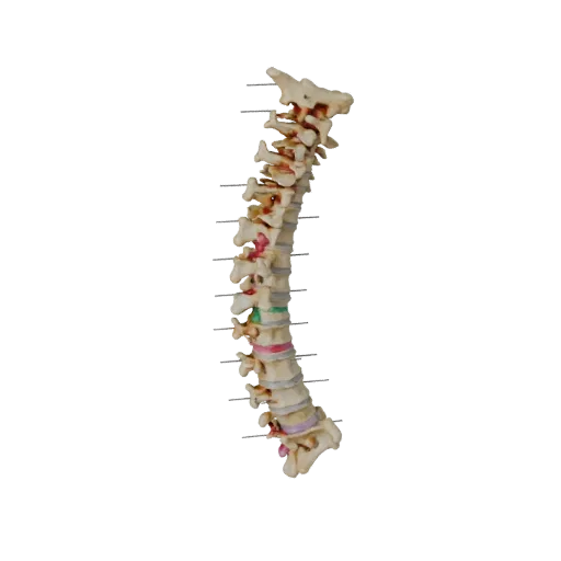 Coluna Vertebral Articulada Modelo 3D Estilizado, renderização isométrica estilizada, mostrando superfícies ósseas, marcos es