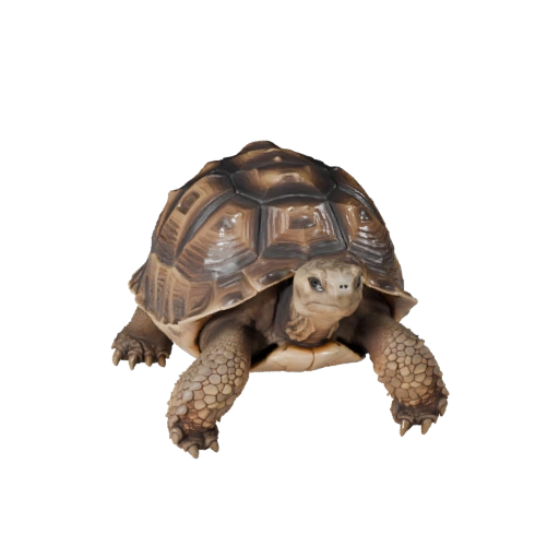 Modèle 3D Tortue du Désert pour Unity - Actif prêt pour le jeu, FBX