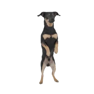 3D model of a black and tan Miniature Pinscher dog standing on its hind legs against a white background.