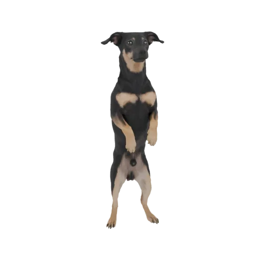 Modello 3D di un cane Pinscher Nano nero focato in piedi sulle zampe posteriori su sfondo bianco.