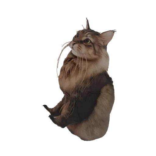 3D model of a Somali cat sitting upright, looking upwards with a curious expression, detailed fur texture.