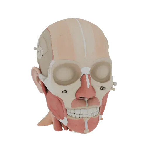 Modello 3D Kit Anatomia Testa Umana, rendering di addestramento a tre quarti, con colori educativi neutri, dettaglio forma.
