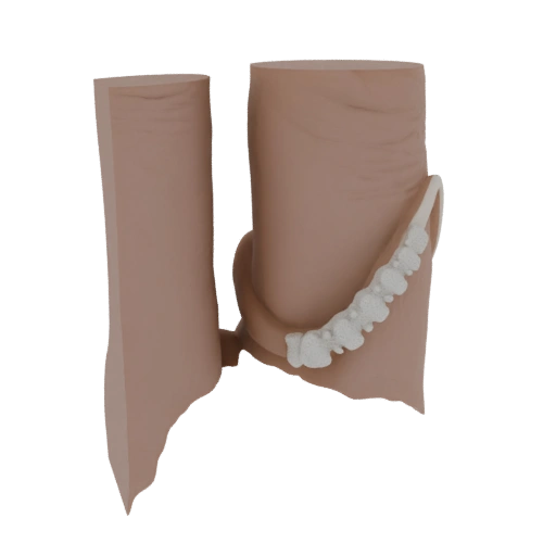 Human Intestine Model