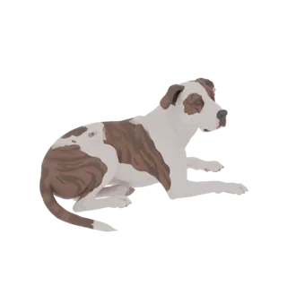 3D model of a brindle and white Pitbull dog lying down with its head up and looking to the side.