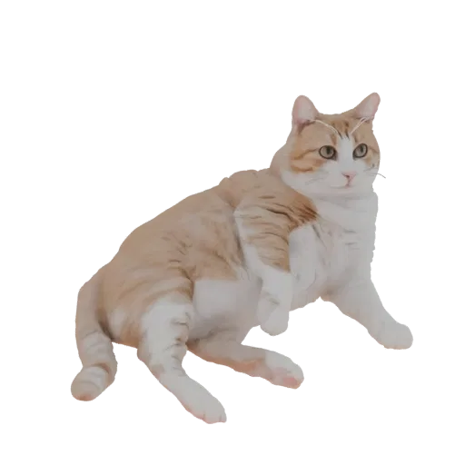Un modèle 3D de chat roux tabby couché, la tête légèrement tournée sur le côté et les pattes détendues.