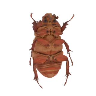 3D model rendering of the underside of a reddish-brown beetle, showing legs and segmented abdomen.