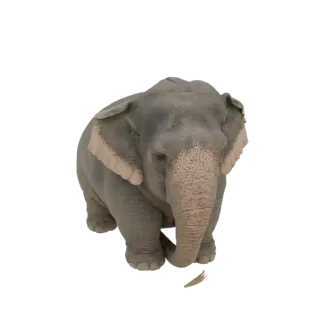 A realistic 3D model of an Asian Elephant, viewed from the front, with its trunk slightly lowered.
