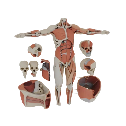 Sectioned Torso Anatomy Kit 3D model, three-quarter training render, showing neutral educational colors, form detail.
