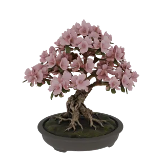 Un modelo 3D realista de un árbol bonsái azalea rosa con un tronco nudoso y densas flores rosas en una maceta oscura.