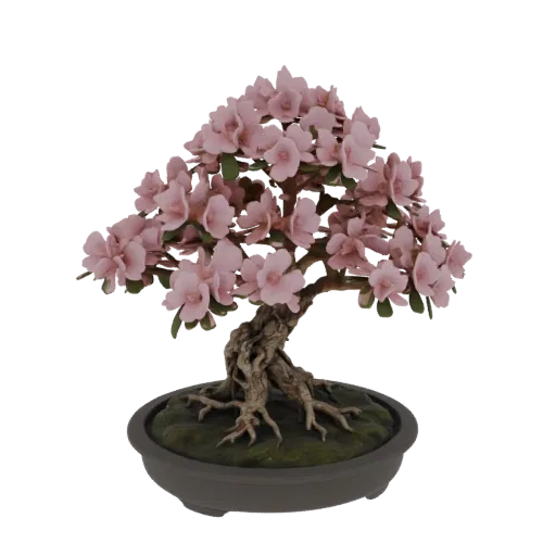 Un modèle 3D réaliste d'un bonsaï azalée rose avec un tronc noueux et des fleurs roses denses dans un pot sombre.
