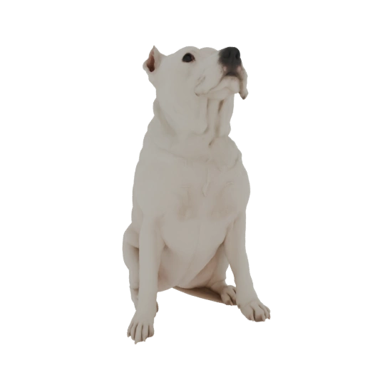 White Dogo Argentino Sitting
