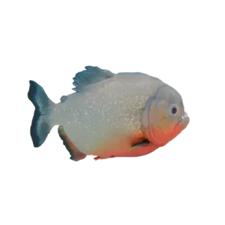 3D model of a Red-bellied Piranha with sharp teeth and red belly, facing right against a white background.