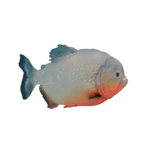 Modelo 3D de Piraña de Vientre Rojo con dientes afilados y vientre rojo, mirando hacia la derecha sobre un fondo blanco.