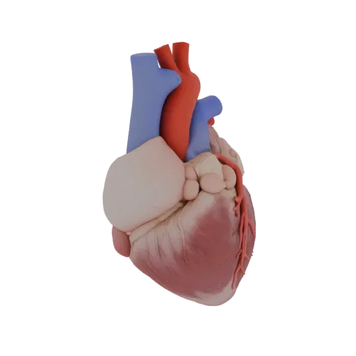 Teaching Heart High-Poly 3D-Modell, Nahaufnahme-Studio-Rendering, zeigt Farben des Weichgewebes, Organ-Silhouette.