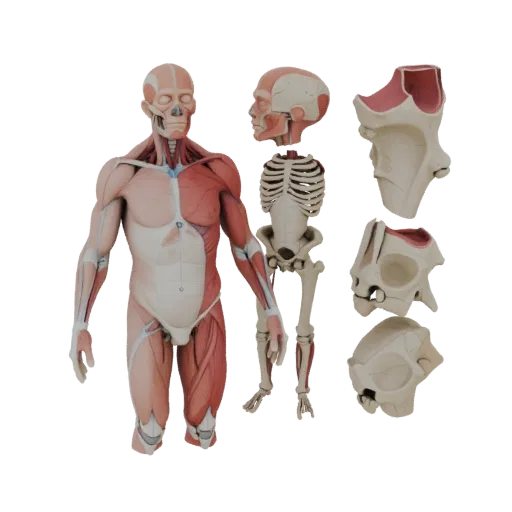 Sectioned Joint Anatomy Kit High Poly 3D model, close-up studio render, showing neutral educational colors, form detail.