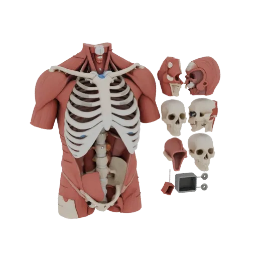 Modular Torso Anatomy Kit 3D model, three-quarter studio render, showing neutral educational colors, form detail.