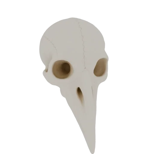 A detailed 3D model of a light-colored bird skull, viewed from a slightly elevated front-right angle against a white backgrou