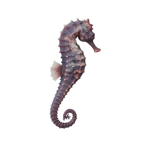 Seepferdchen 3D-Modell, Seitenansicht Wildlife-Rendering, für Blender vorbereitetes Tier-Asset mit Nackenwölbung, Hufkanten,