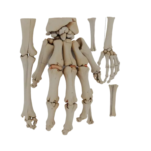Full Body Hand Bones High Poly 3D model, close-up studio render, showing bone surfaces, skeletal landmarks.