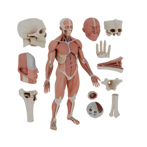 Human Joint Anatomy Kit 3D model, three-quarter training render, showing neutral educational colors, form detail.