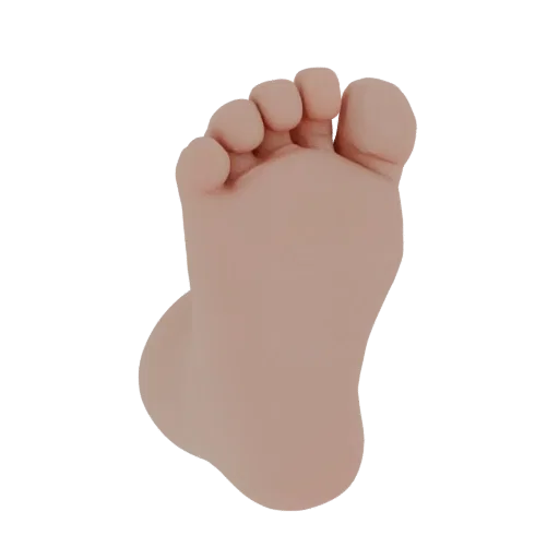 3D model of newborn baby foot, top view, with five toes together