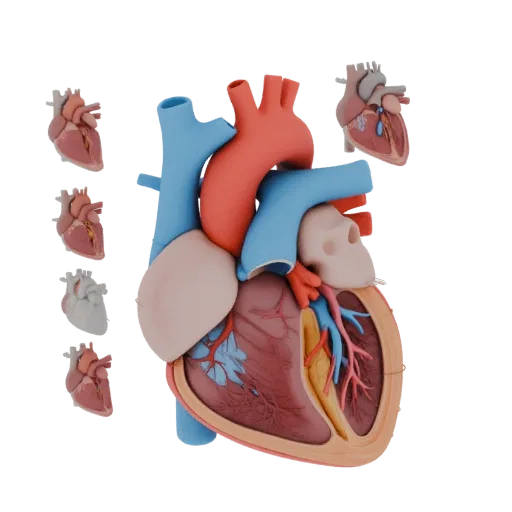 Vascular Heart 3D model, three-quarter front view, AR viewer studio render, showing soft tissue colors, form detail.